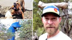 Bloodhound in a Lake | Colorado Hiking | Downtown Denver - FullFrontal.Life